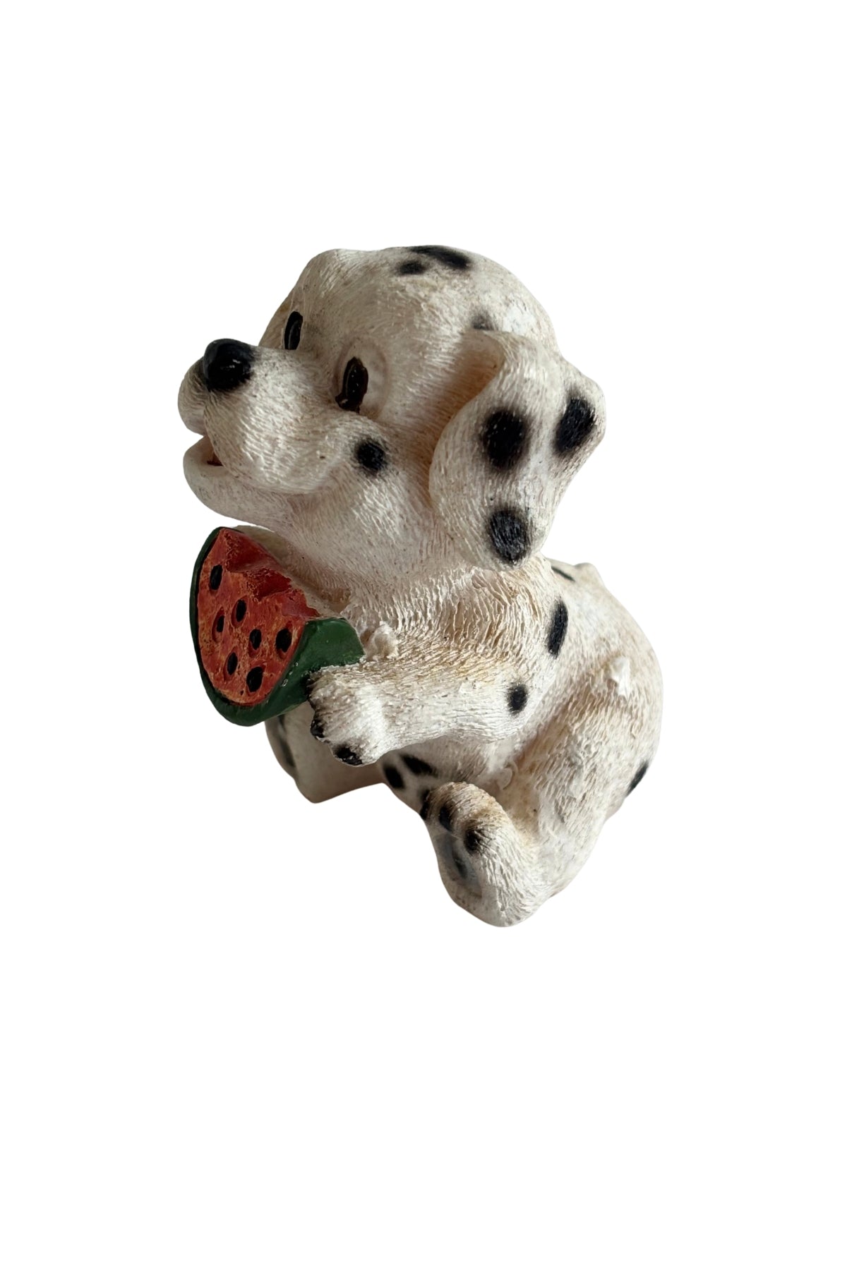 Vintage Dalmation eating watermelon
